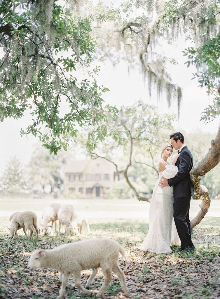Bride in a puffed sleeved cape over her ivory wedding gown and hair in low chignon bun standing front to front with the groom leaning her head against his nose and looking in to the camera. The couple is standing under an oak tree that has branches curling down and around them and sheep are grazing all around them. Photographed at Middleton Place by wedding photographers in Charleston Amy Mulder Photography
