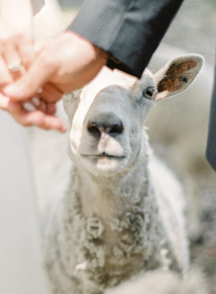 Every Charleston wedding at Middleton Place needs a sheep photographed. Sheep standing behind the couples hands and looking directly in to the camera. Photographed by wedding photographers in Charleston Amy Mulder Photography