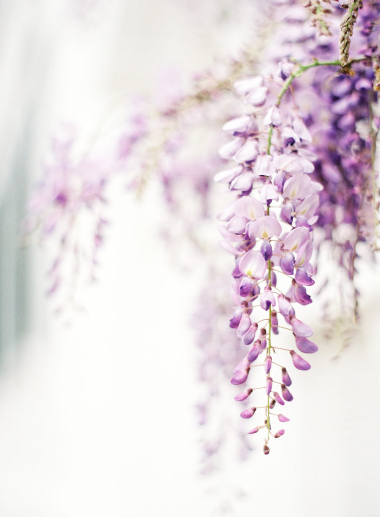 Wysteria flowers in charleston SC photographed by wedding photographers in Charleston SC, Amy Mulder Photography.