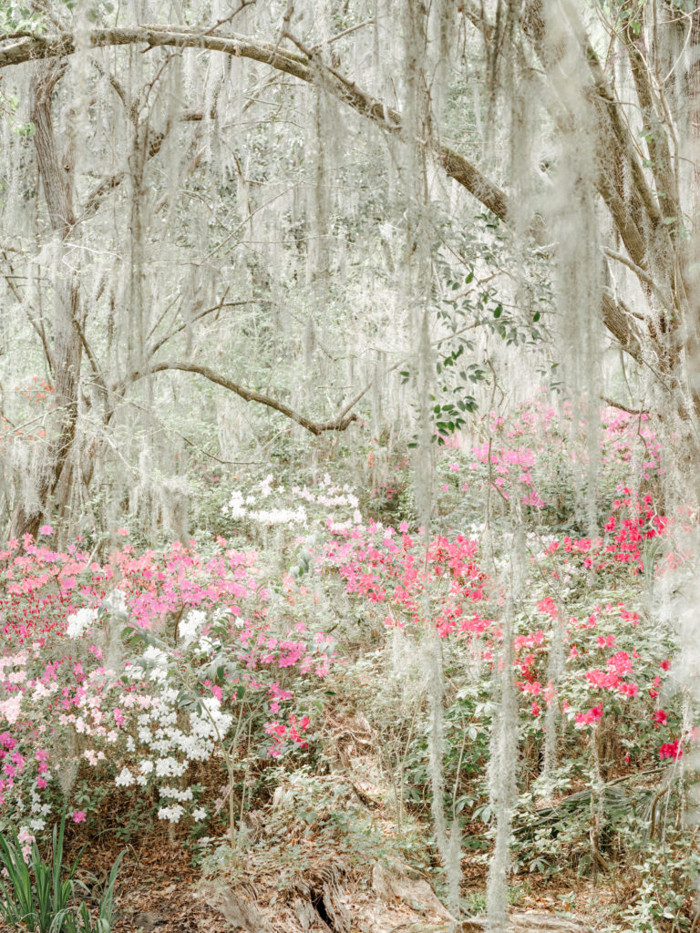 Magnolia Plantation photographed by wedding photographers in Charleston SC, Amy Mulder Photography.