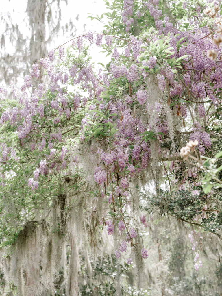 Wysteria in bloom photographed by wedding photographers in Charleston SC, Amy Mulder Photography.