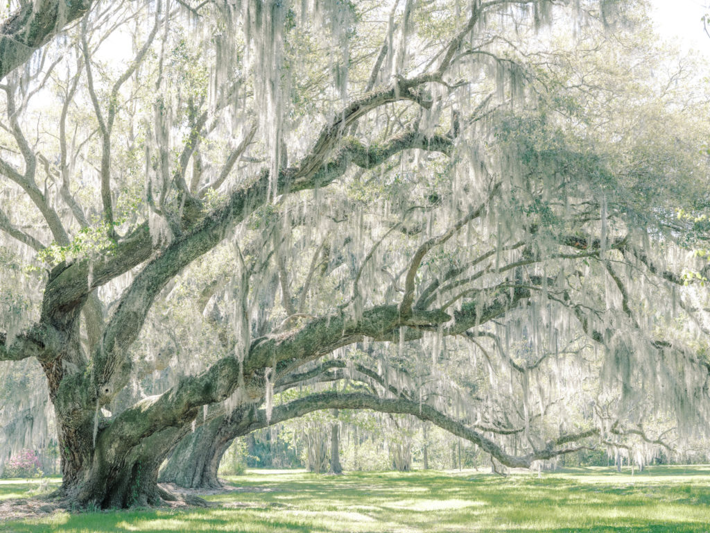 Oak trees in Charleston, SC photographed by wedding photographers in Charleston SC, Amy Mulder Photography.