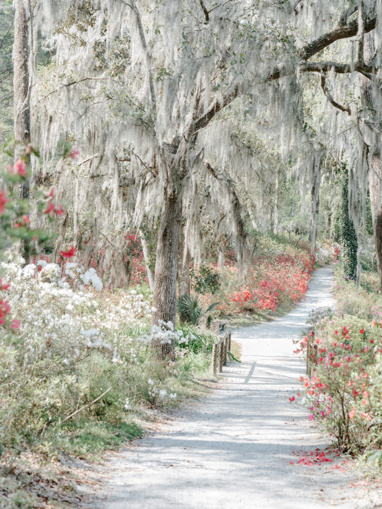 Azeleas in bloom at Middleton Place Gardnes photographed by wedding photographers in Charleston SC, Amy Mulder Photography.