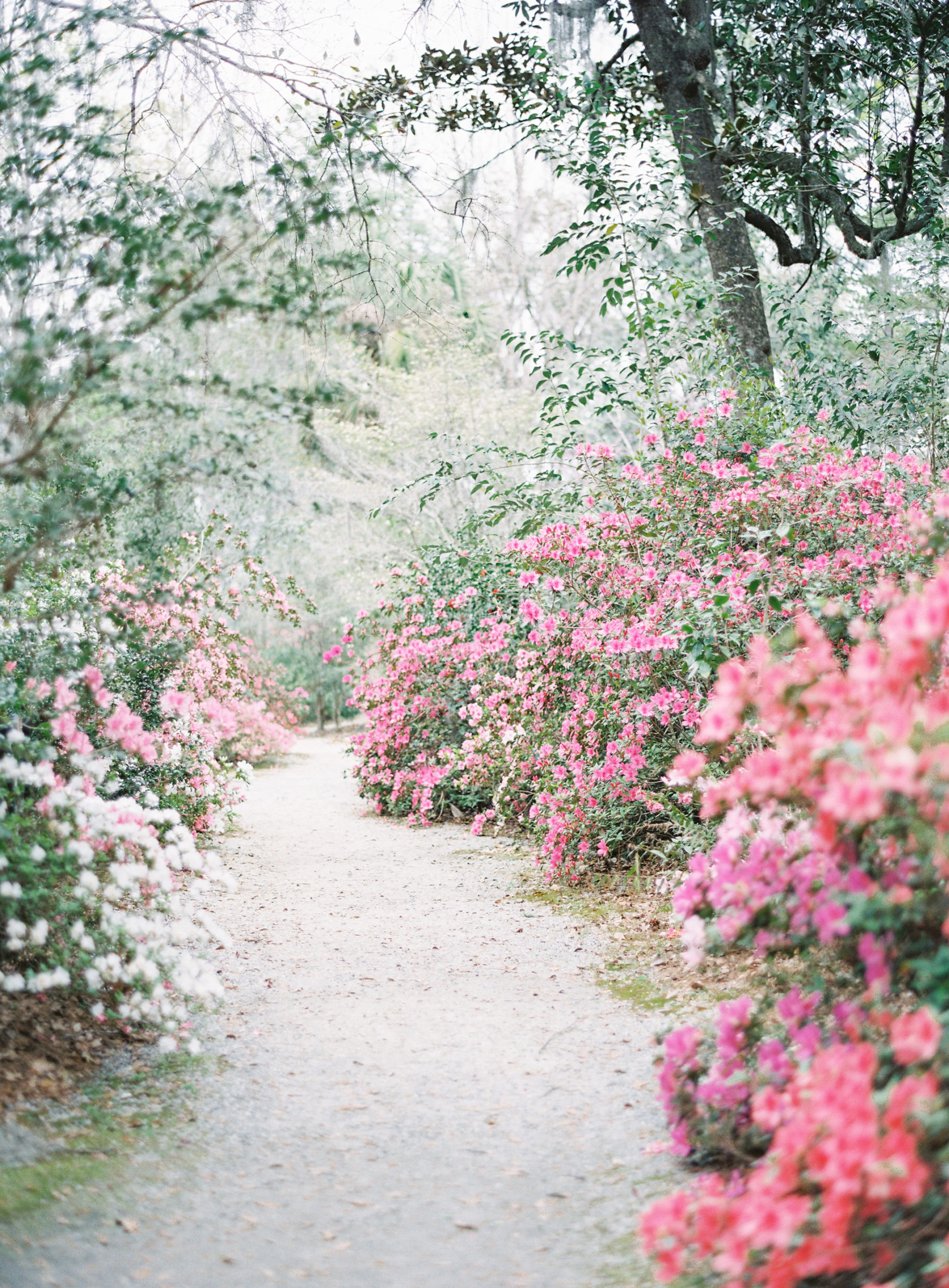 A path of pink and white azaleas. Photographed by wedding photographers in Charleston, Amy Mulder Photography.