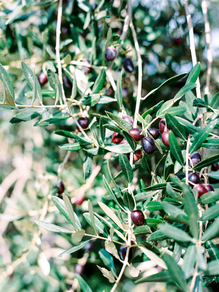 Olive tree with ripe deep purple olives ready to be picked.