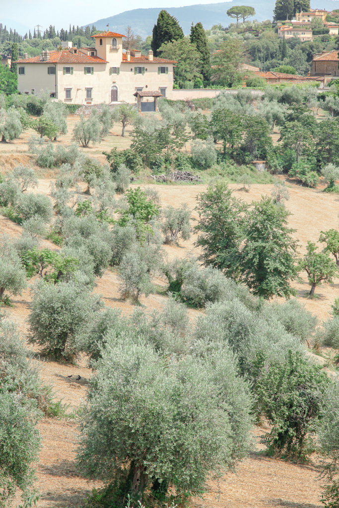 Olive trees on a hillside with Villa in the background in Tuscany Italy.