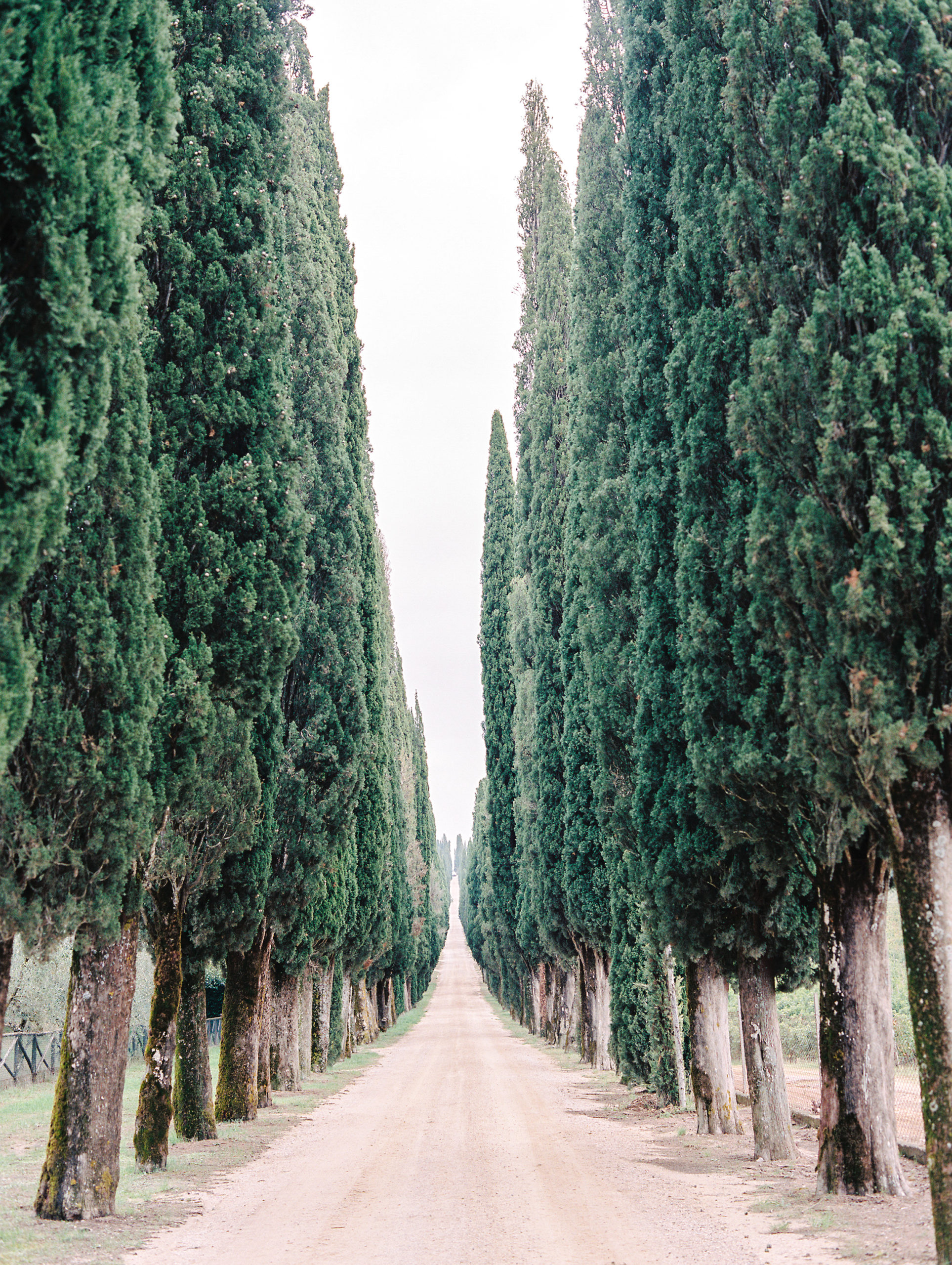 Cypress trees in Tuscany Italy.