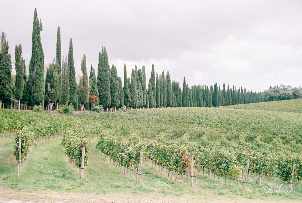 Vineyard in Tuscany Italy. Rows of vines with long line of cypress behind