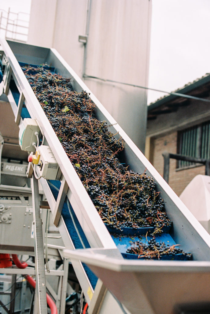 Harvesting grapes at vineyard in Tuscany Italy