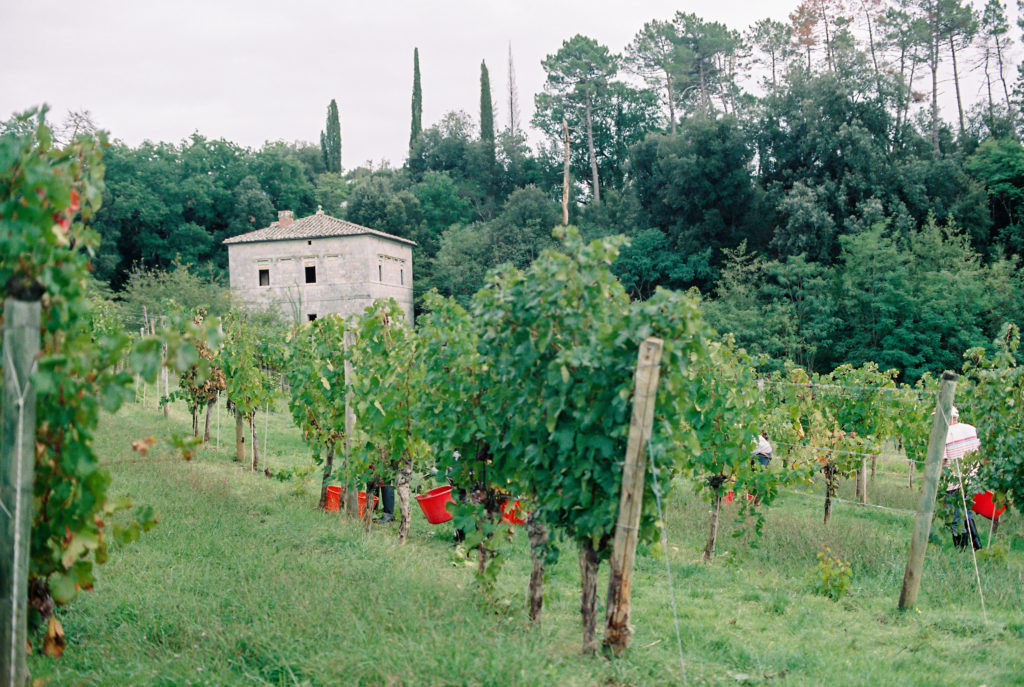 Harvesting grapes at vineyard in Tuscany Italy